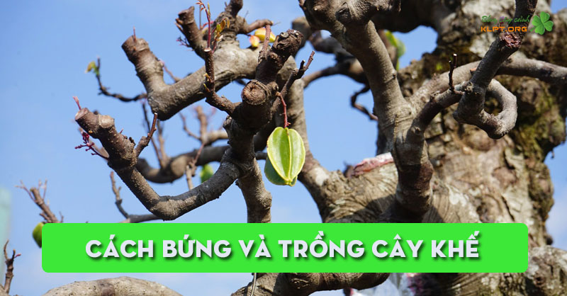 cach-bung-va-trong-cay-khe-klpt