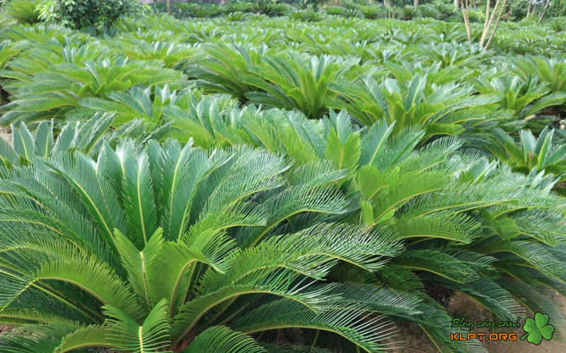 cach-cham-soc-cay-thien-tue-sau-khi-nhan-giong-klpt