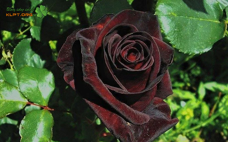 cach-cham-soc-de-hoa-len-mau-den-dep-nhat-klpt