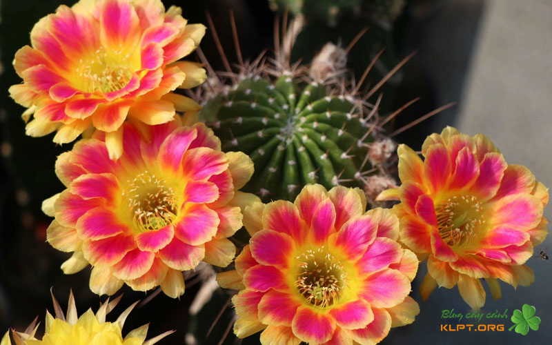 cach-cham-soc-xuong-rong-trong-giai-doan-mang-qua-klpt