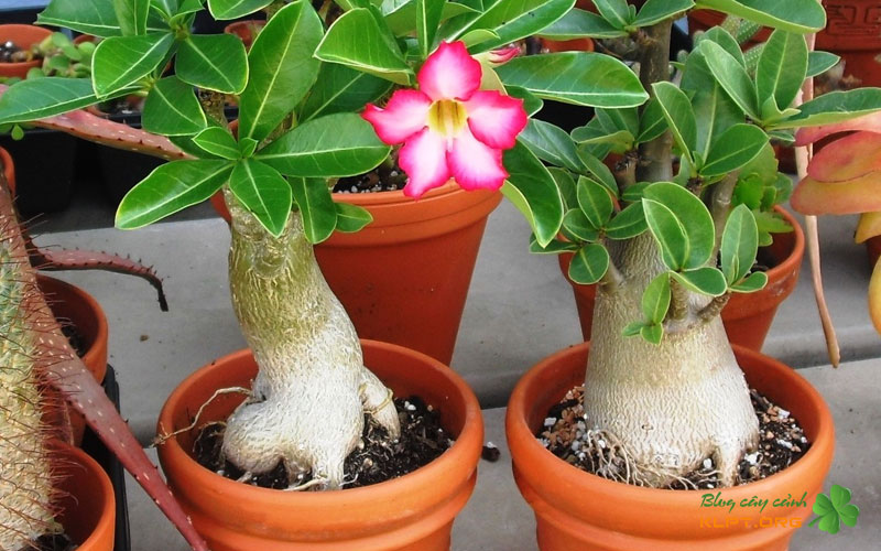 cach-cuu-cu-su-bi-thoi-nhun-klpt