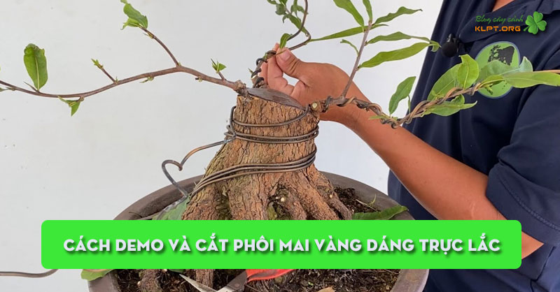 cach-demo-va-cat-phoi-mai-vang-dang-truc-lac-klpt