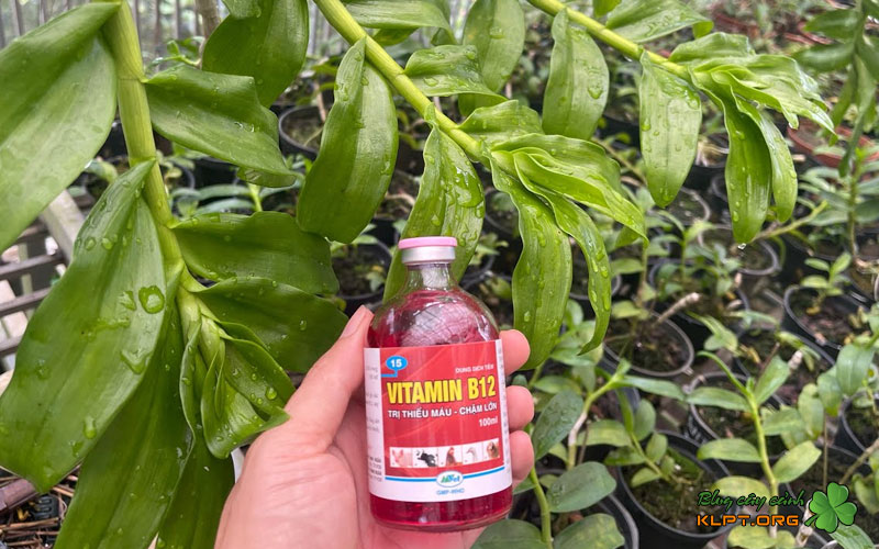 cach-dung-vitamin-b12-chuan-xac-klpt