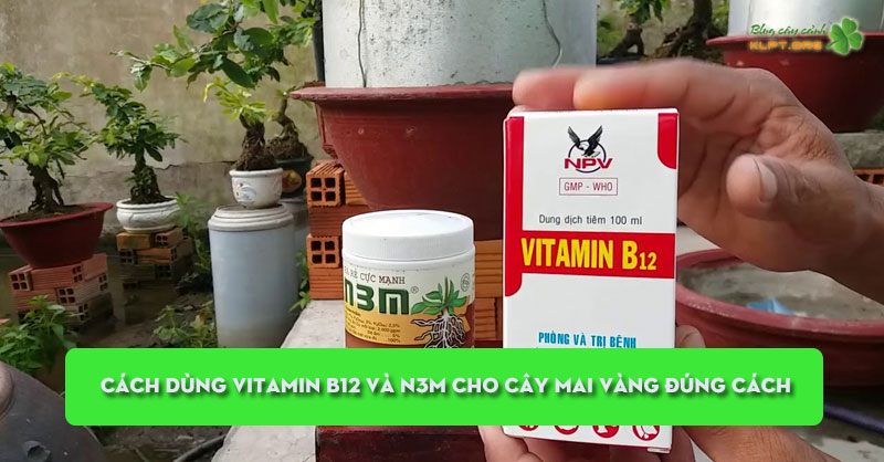 cach-dung-vitamin-b12-va-n3m-cho-cay-mai-vang-dung-cach-klpt