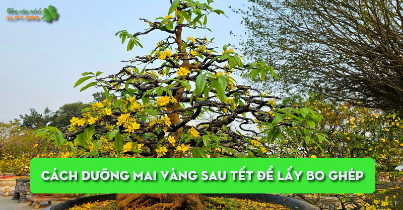 cach-duong-mai-vang-sau-tet-de-lay-bo-ghep-klpt