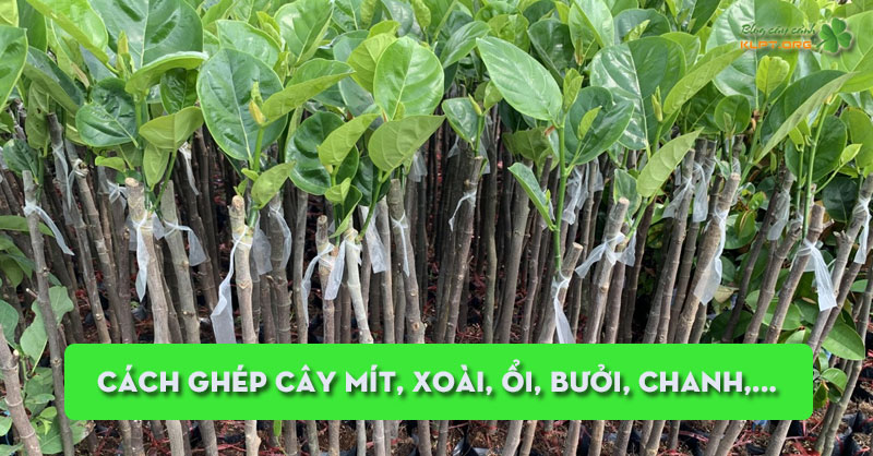 cach-ghep-cay-mit-xoai-oi-buoi-chanh-deu-ung-dung-cach-nay-klpt