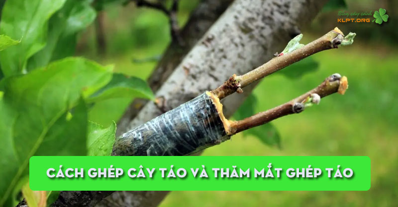 cach-ghep-cay-tao-va-tham-mat-ghep-tao-klpt