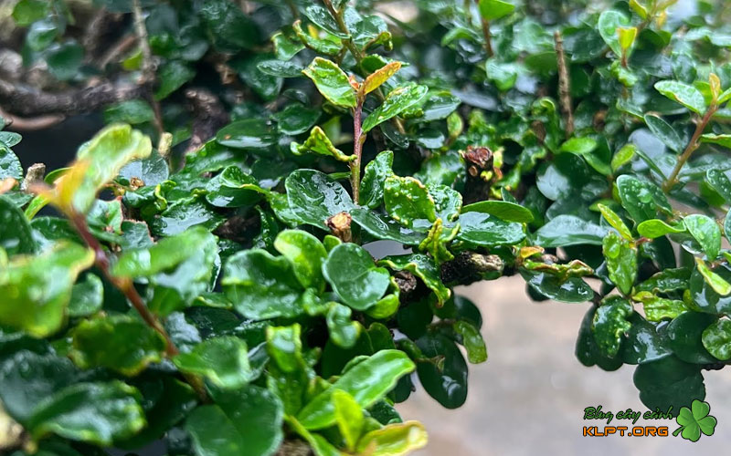 cach-khac-phuc-benh-xoan-la-tren-cay-sam-hieu-qua-klpt