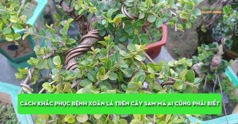 cach-khac-phuc-benh-xoan-la-tren-cay-sam-ma-ai-cung-phai-biet-klpt