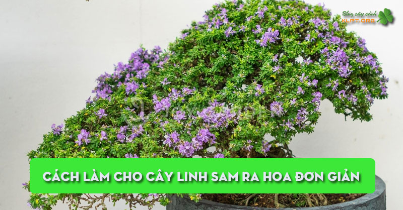 cach-lam-cho-cay-linh-sam-ra-hoa-rat-don-gian-danh-cho-nguoi-moi-tap-choi-klpt