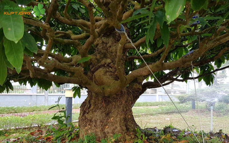 cach-nhan-biet-cay-mai-xu-1-klpt