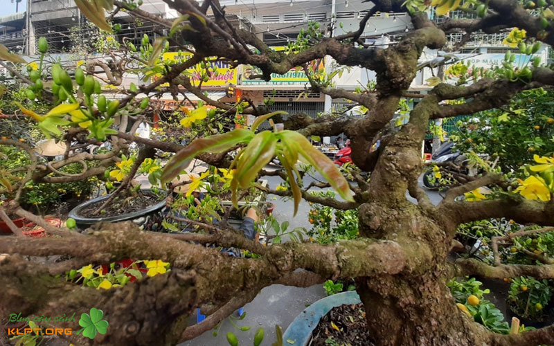 cach-nhan-biet-cay-mai-xu-2-klpt