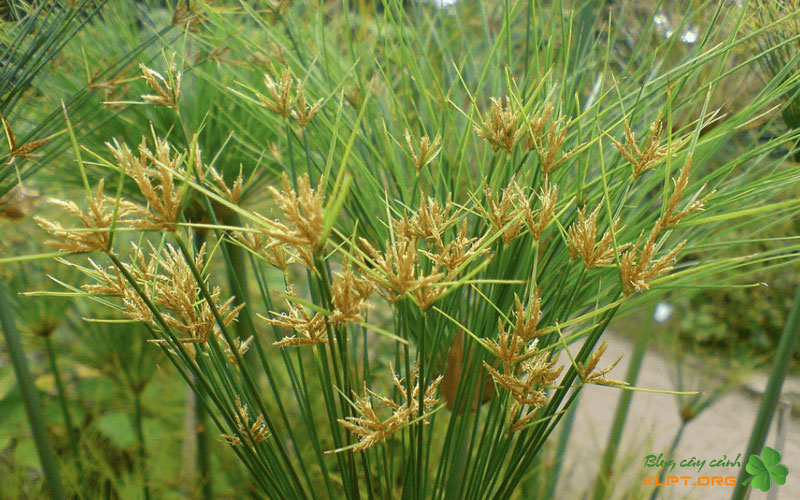 cach-nhan-giong-bang-phuong-phap-tach-bui-klpt