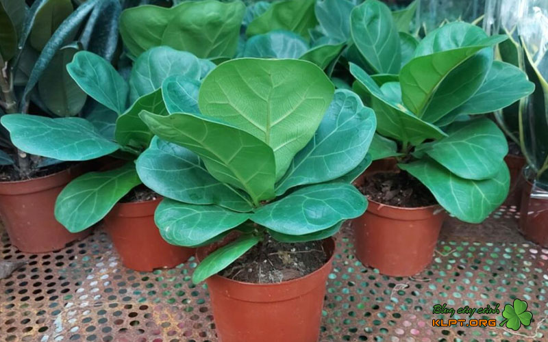 cach-nhan-giong-cay-bang-singapore-bang-giam-canh-tu-la-1-klpt