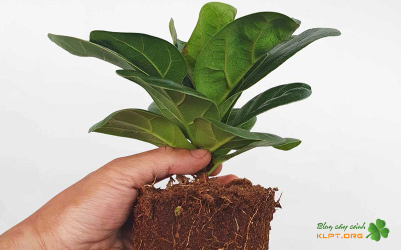 cach-nhan-giong-cay-bang-singapore-bang-giam-canh-tu-la-klpt