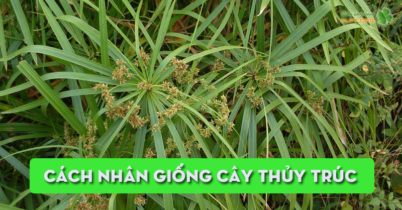 cach-nhan-giong-cay-thuy-truc-klpt