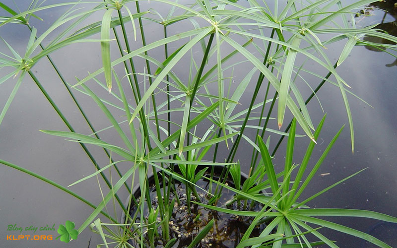 cach-nhan-giong-thuy-truc-bang-hat-klpt