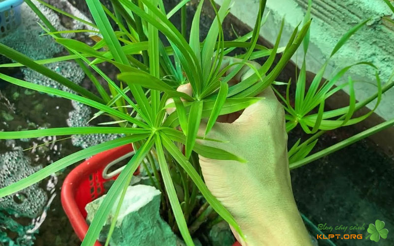 cach-nhan-giong-thuy-truc-bang-phuong-phap-trong-nguoc-la-klpt