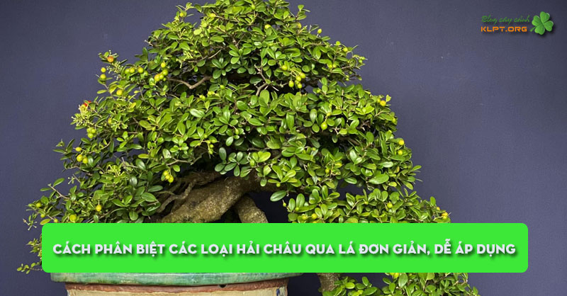 cach-phan-biet-cac-loai-hai-chau-qua-la-don-gian-de-ap-dung-klpt
