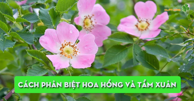cach-phan-biet-hoa-hong-va-tam-xuan-ban-chua-biet-klpt