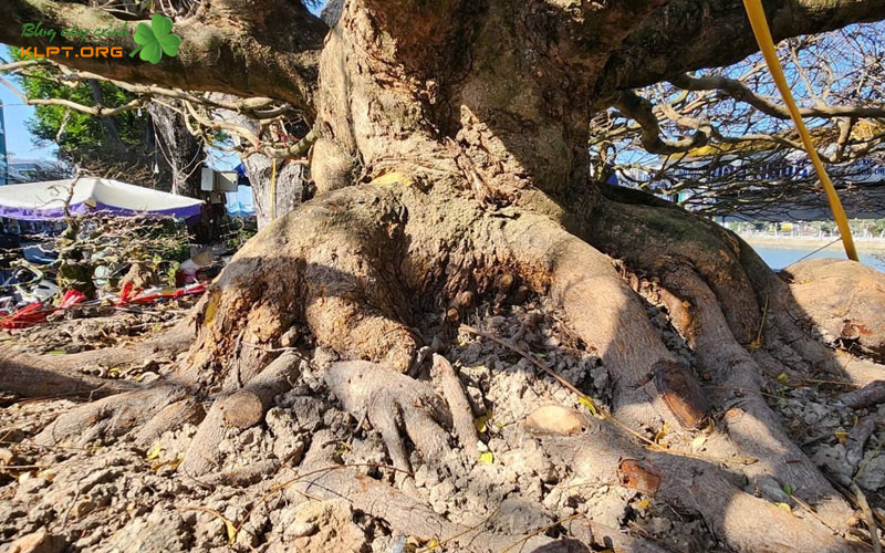 cach-phan-biet-mai-xu-that-va-xu-gia-klpt