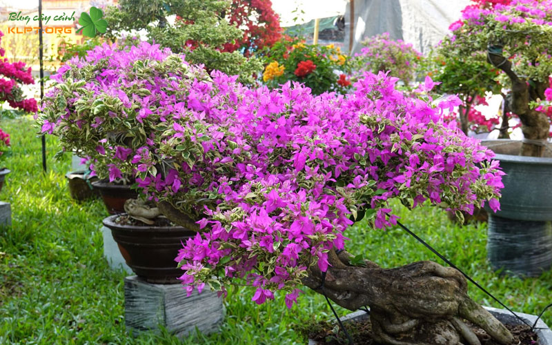 cach-phong-ngua-va-cham-soc-cay-hoa-giay-sau-dieu-tri-klpt