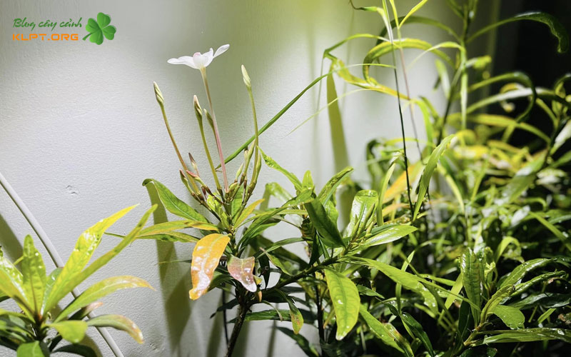 cach-trong-cay-ngap-nuoc-klpt