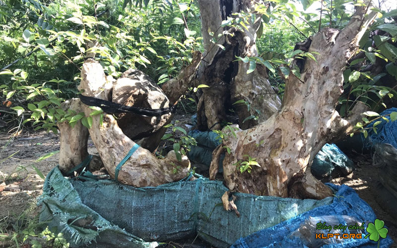 cach-trong-va-co-dinh-phoi-rung-klpt