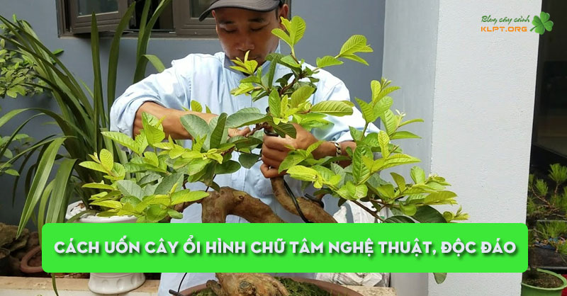 cach-uon-cay-oi-hinh-chu-tam-nghe-thuat-doc-dao-klpt