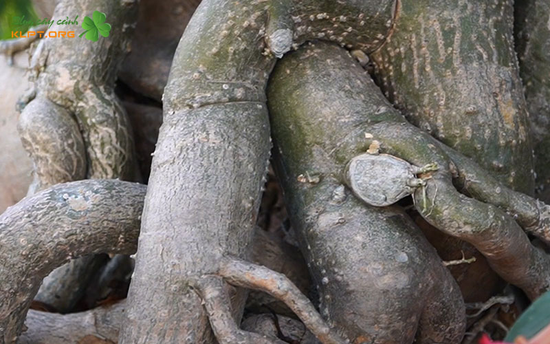 cach-xu-li-cu-su-bi-mem-do-mat-nuoc-klpt