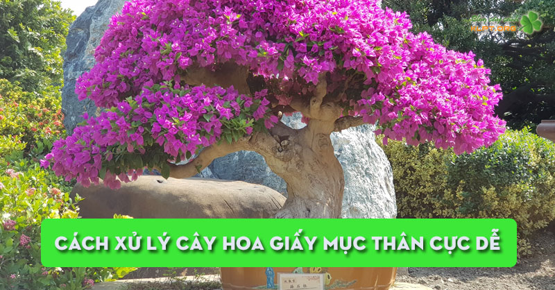 cach-xu-ly-cay-hoa-giay-muc-than-cuc-de-klpt