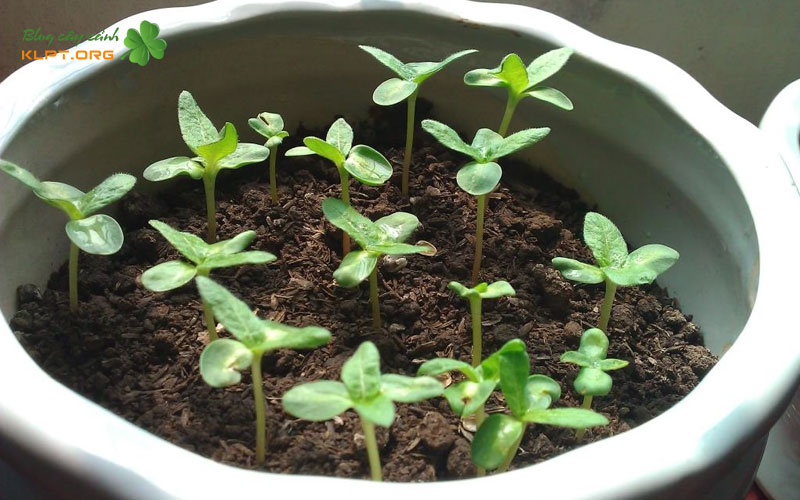 cach-xu-ly-hat-buoi-de-nhanh-nay-mam-1-klpt