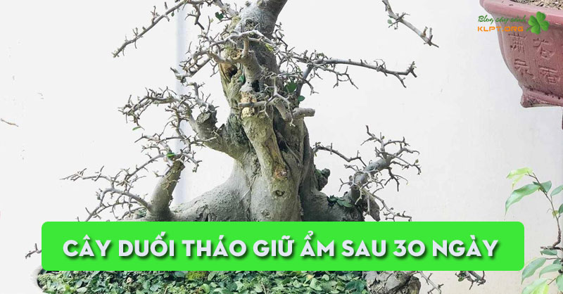 cay-duoi-thao-giu-am-sau-30-ngay-klpt