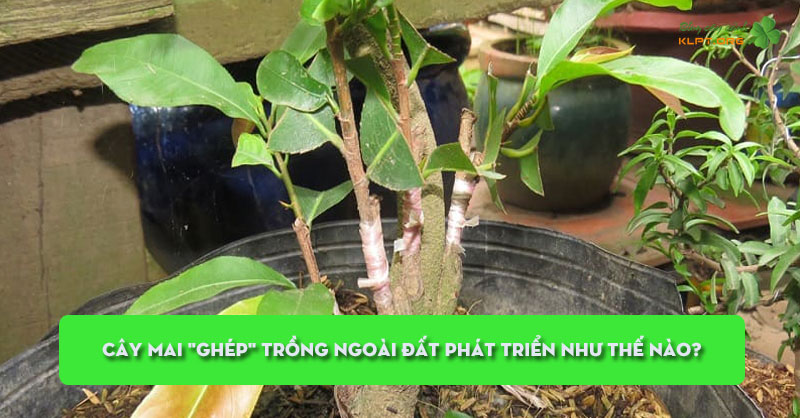 cay-mai-ghep-trong-ngoai-dat-phat-trien-nhu-the-nao-klpt