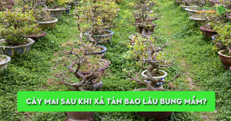 cay-mai-sau-khi-xa-tan-bao-lau-bung-mam-luu-y-cho-nguoi-moi-klpt