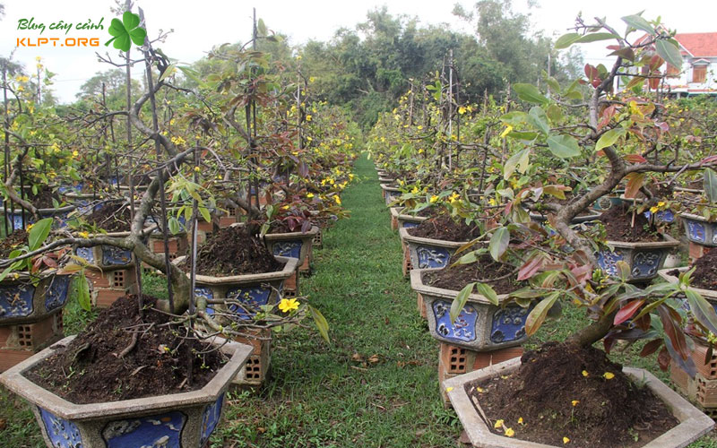 cay-mai-sau-khi-xa-tan-bao-lau-thi-bung-mam-klpt