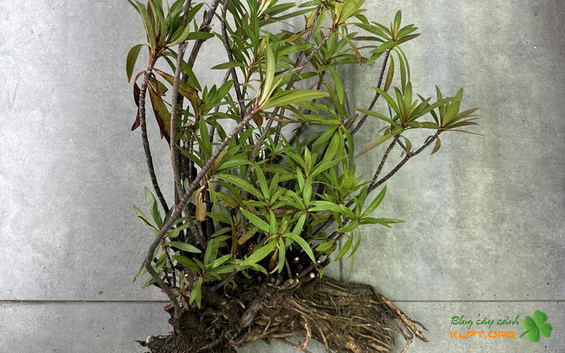 cay-mi-nuong-co-trong-ngap-nuoc-duoc-khong-klpt