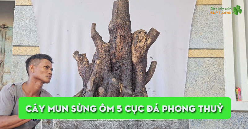 cay-mun-sung-om-5-cuc-da-phong-thuy-klpt