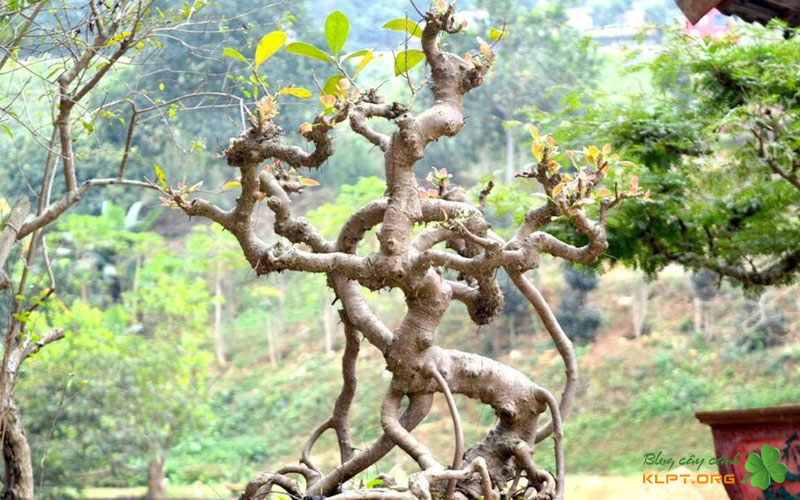 cay-sanh-bup-do-lan-dau-co-mat-tai-festival-cay-canh-thanh-hoa-thu-hut-gioi-choi-cay-canh-1klpt