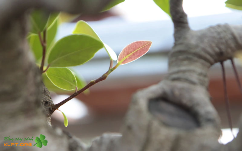 cay-sanh-bup-do-lan-dau-co-mat-tai-festival-cay-canh-thanh-hoa-thu-hut-gioi-choi-cay-canh-2-klpt