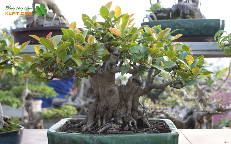 cay-sanh-bup-do-lan-dau-co-mat-tai-festival-cay-canh-thanh-hoa-thu-hut-gioi-choi-cay-canh-klpt