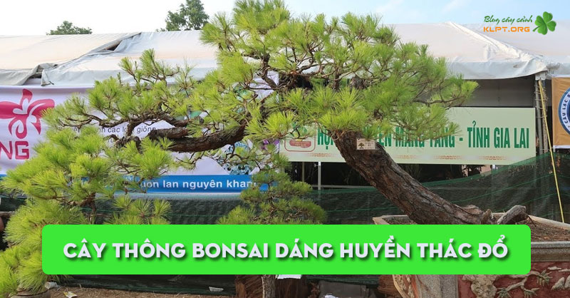cay-thong-bonsai-dang-huyen-thac-do-me-man-nguoi-choi-cay-la-kim-klpt
