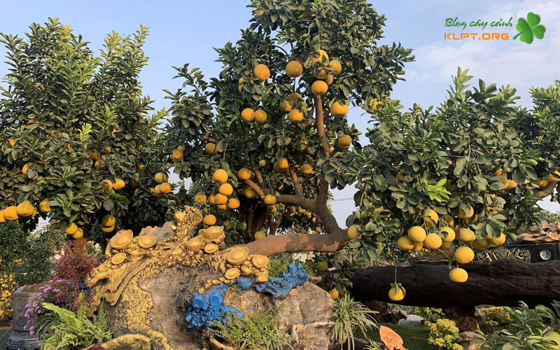 cham-soc-buoi-canh-sau-khi-ghep-klpt