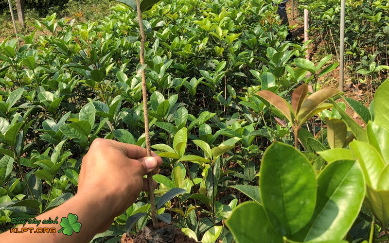 cham-soc-canh-sau-khi-giam-klpt