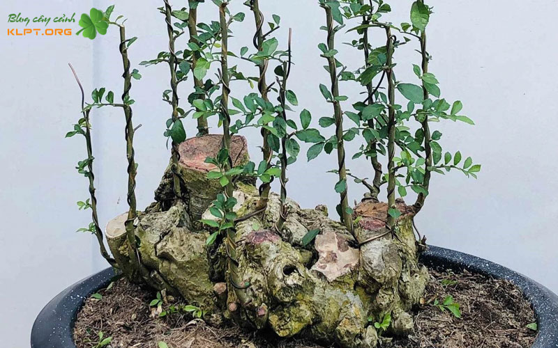 cham-soc-va-duy-tri-suc-song-ben-vung-cho-cay-duoi-1-klpt
