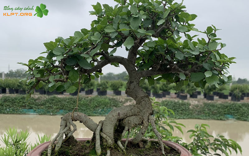 cham-soc-va-duy-tri-suc-song-ben-vung-cho-cay-duoi-klpt