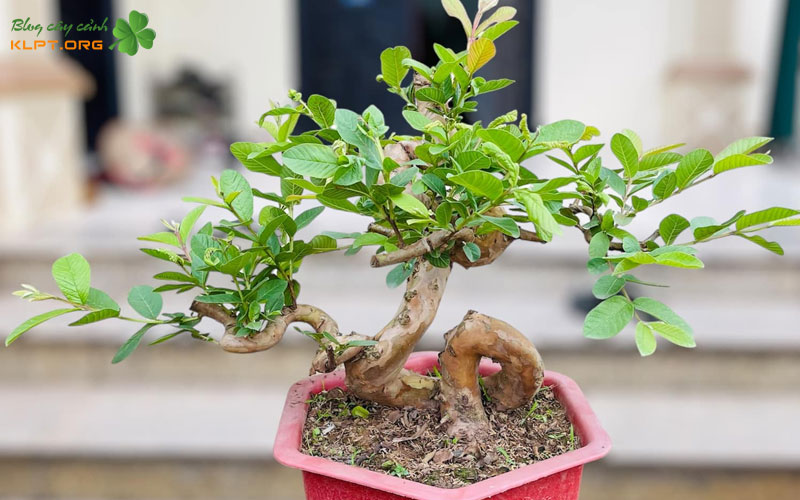cham-soc-va-hoan-thien-tac-pham-oi-bonsai-chu-tam-klpt