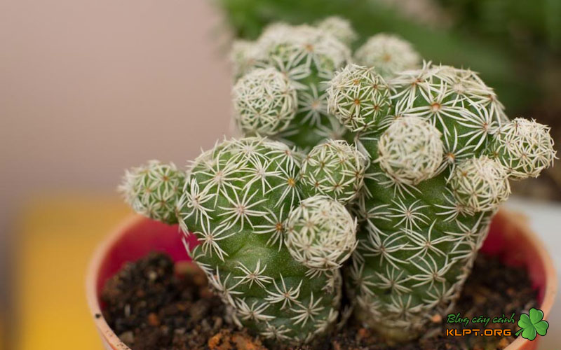 cham-soc-xuong-rong-trung-chim-giai-doan-ra-re-klpt