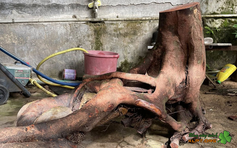 che-do-cham-soc-phoi-rung-giai-doan-dau-klpt