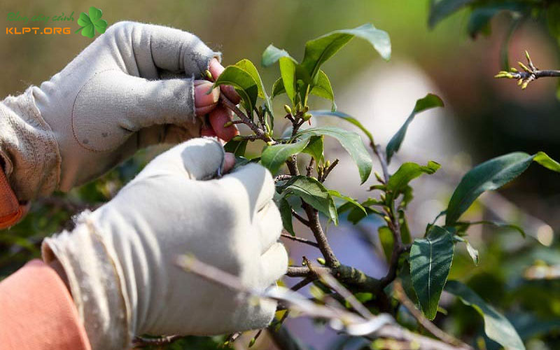 che-do-dinh-duong-va-cham-soc-dac-biet-de-tao-bo-chat-luong-1-klpt